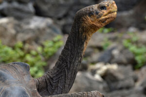 Los científicos confirman que la especie de tortuga gigante de Galápagos no está extinta