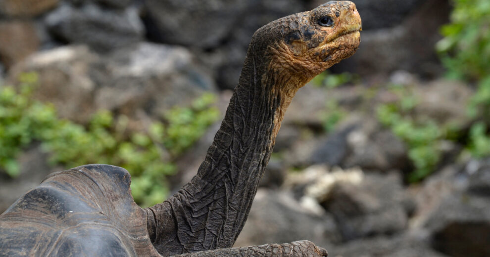 Los científicos confirman que la especie de tortuga gigante de Galápagos no está extinta