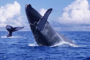 Avistamiento de ballenas en la Costa: Un espectáculo natural que no te puedes perder