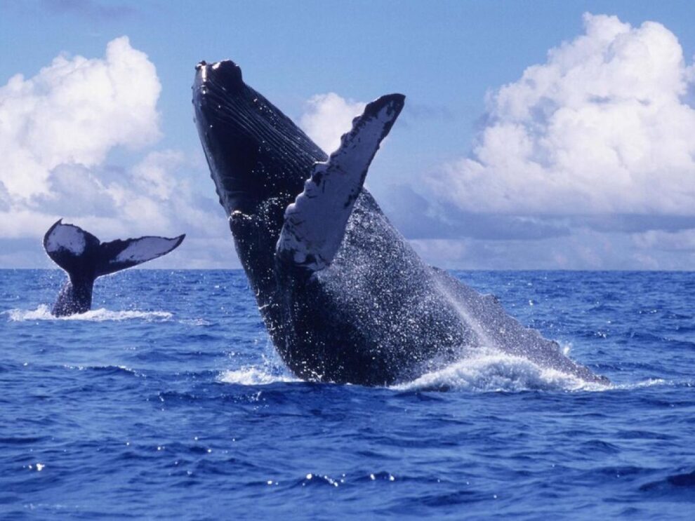 Avistamiento de ballenas en la Costa: Un espectáculo natural que no te puedes perder