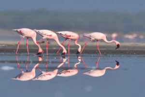 Gujarat planea transformar el humedal de Mokarsagar en un destino de ecoturismo