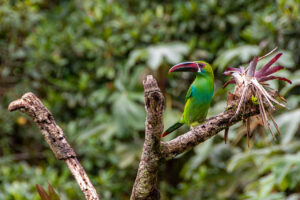 Descubre la Maravilla Natural en Cali: Mi Visita al Santuario de las Aves