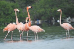 Descubre la belleza de los flamencos en la Ciénaga Grande de Santa Marta