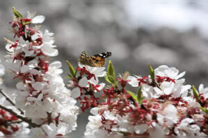 Bloquee las fechas del Festival de la flor del albaricoque en Ladakh en abril