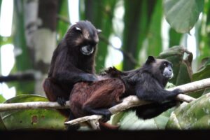 La experiencia de avistamiento de monos en el Parque Nacional Natural Amacayacu
