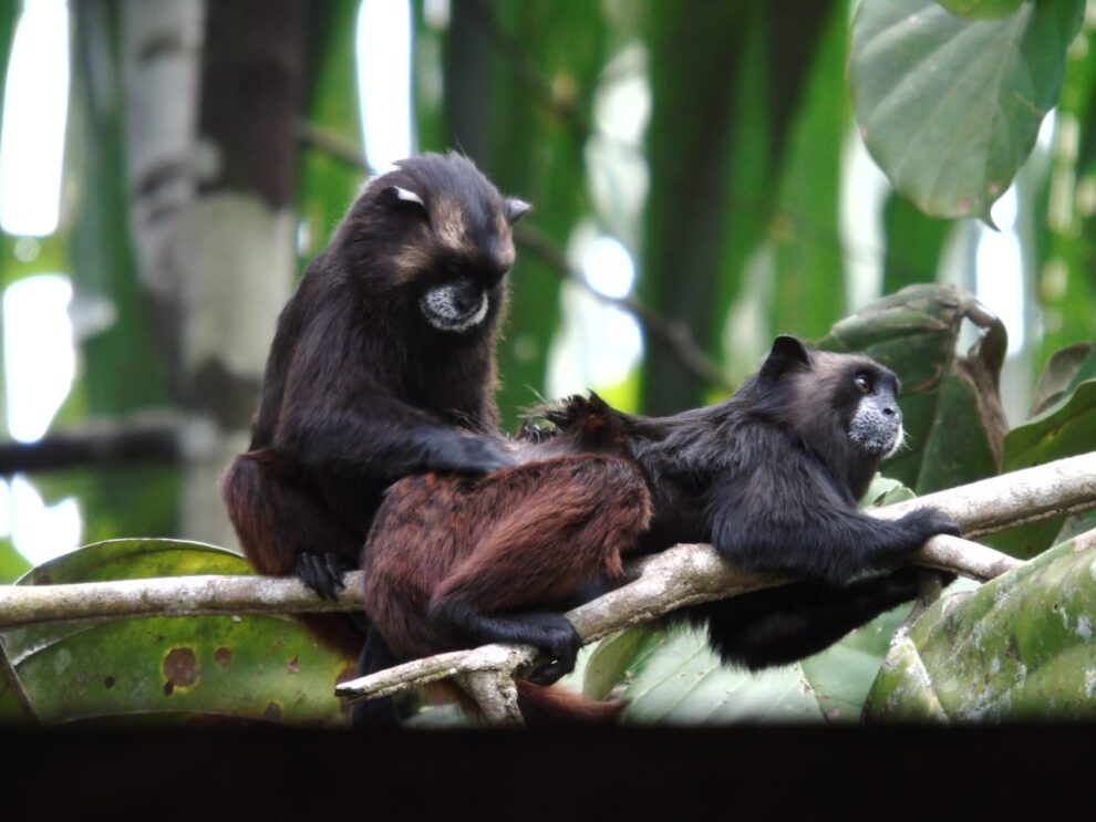 La experiencia de avistamiento de monos en el Parque Nacional Natural Amacayacu