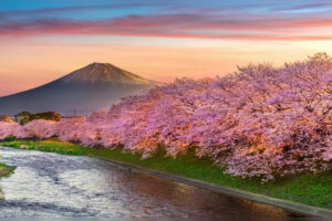 ¡La temporada de los cerezos en flor de Japón está oficialmente aquí!