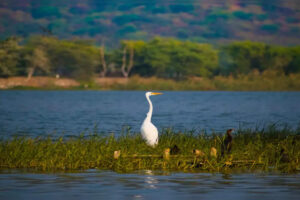 ¿Obtendrá el santuario de aves Jharkhand Udhwa el prestigioso estatus de sitio Ramsar?
