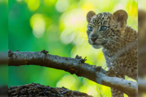 El pueblo de Uttarakhand recibe una sorpresa inesperada;  Encuentran 3 cachorros de leopardo en casa abandonada
