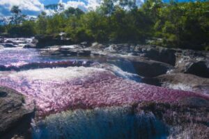 Descubre la Belleza Única del Río Caño Cristales