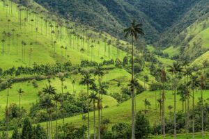 Descubre la majestuosidad de Salento y el Valle del Cocora