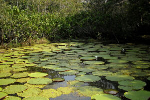 Parque Nacional Natural Amacayacu