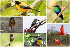 las especies de aves más bellas de la Sierra Nevada