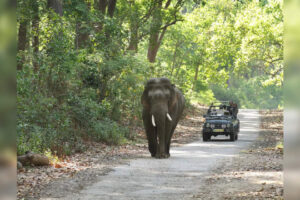 Estos parques nacionales en la India están cerrados a los turistas debido a los monzones