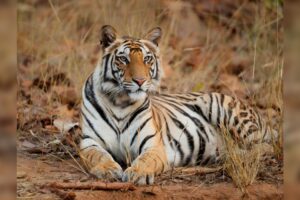 Uttar Pradesh: Parque Nacional Dudhwa cerrado a los turistas ahora