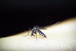 Dengue