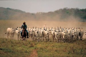 llanos