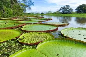 Explorando las maravillas ocultas de la Selva Amazónica: Descubre su increíble biodiversidad