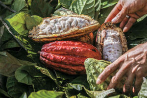 cacao