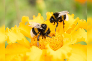 Bengaluru: ¡Aparece un café de insectos en Lalbagh!
