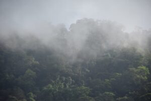 bosques nublados