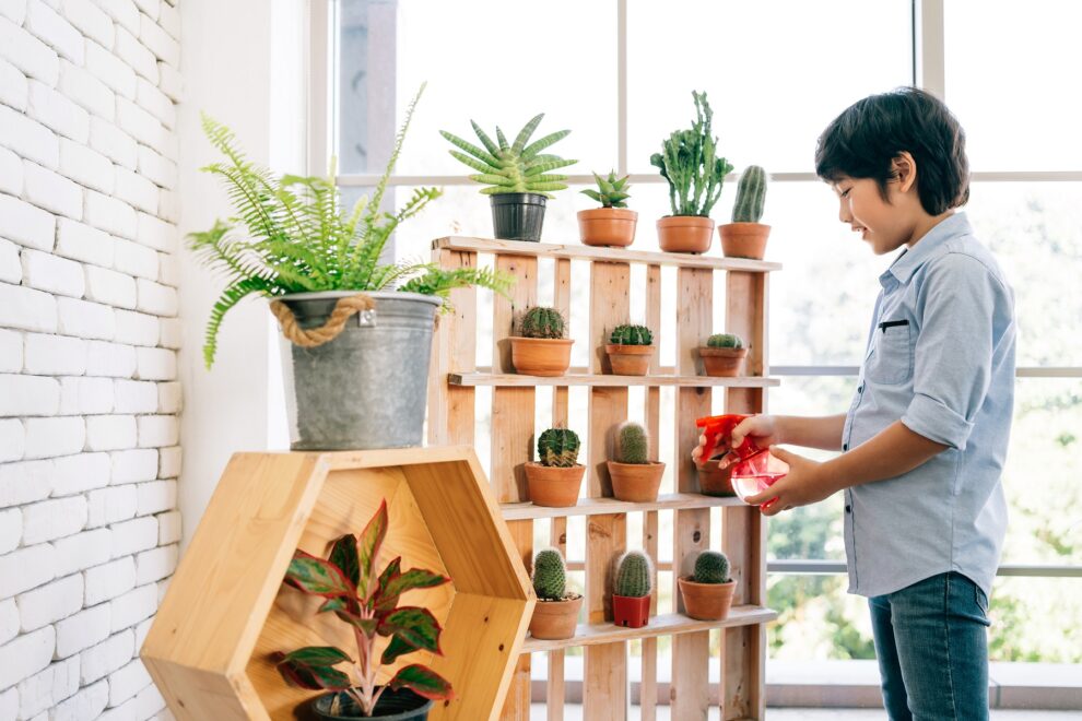 Consejos para el cuidado de plantas de interior: Todo lo que necesitas saber