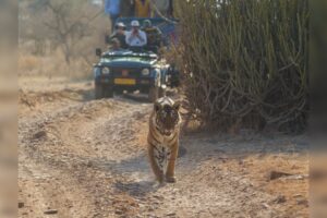 Safari en Ranthambore: las recogidas en el hotel ya no estarán disponibles para los turistas