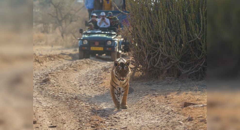 Safari en Ranthambore: las recogidas en el hotel ya no estarán disponibles para los turistas