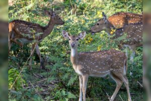 Uttarakhand: la reserva de ciervos Jhilmil se transformará en un destino de ecoturismo