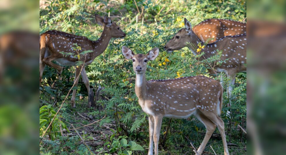 Uttarakhand: la reserva de ciervos Jhilmil se transformará en un destino de ecoturismo