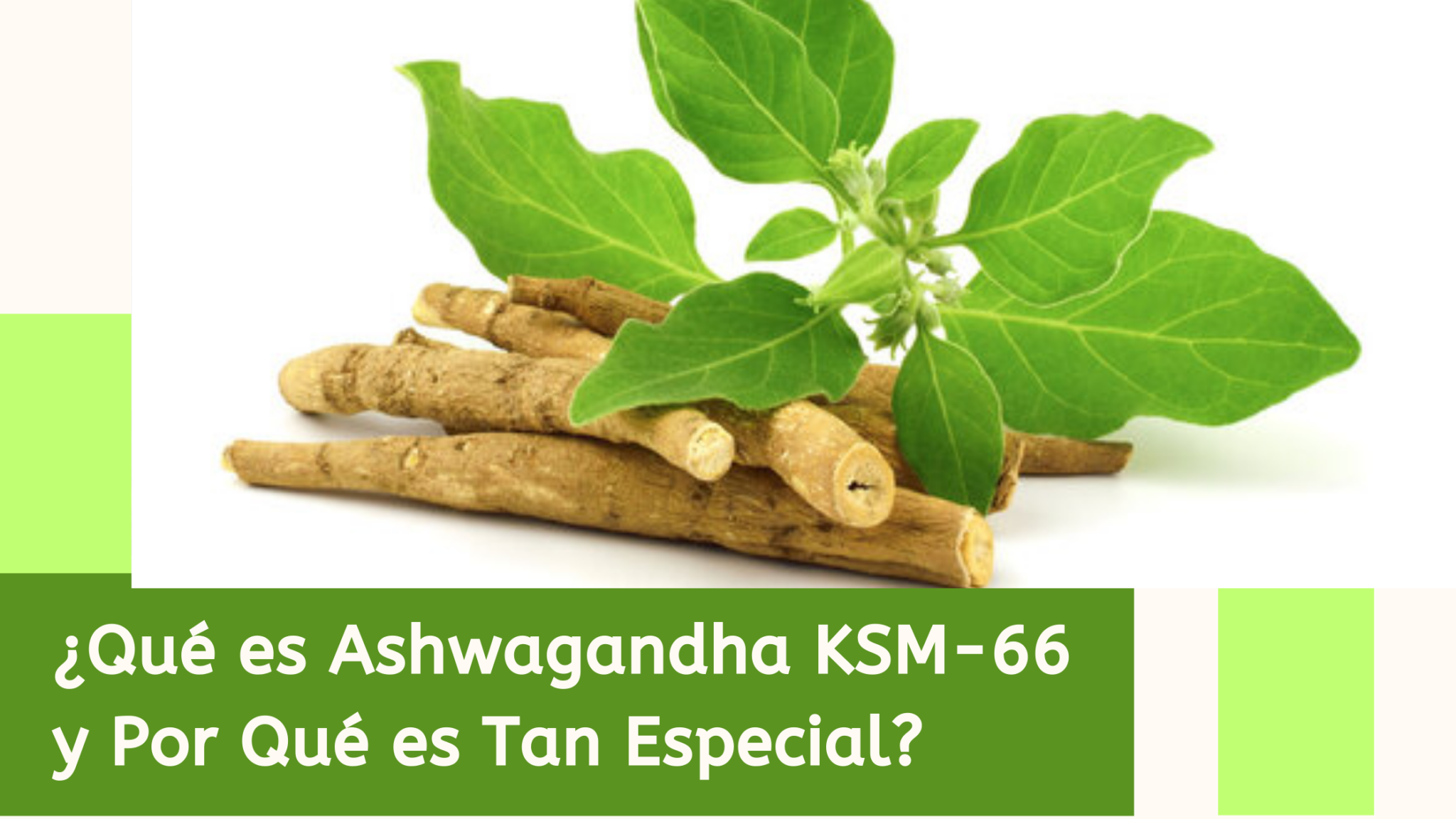 Qué es Ashwagandha KSM-66 y por qué es tan especial?